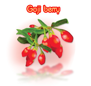 สมุนไพรน่ารู้ - สมุนไพรเก๋ากี้ (Goji berry)