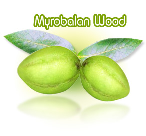 สมุนไพรสมอไทย - Myrobalan wood